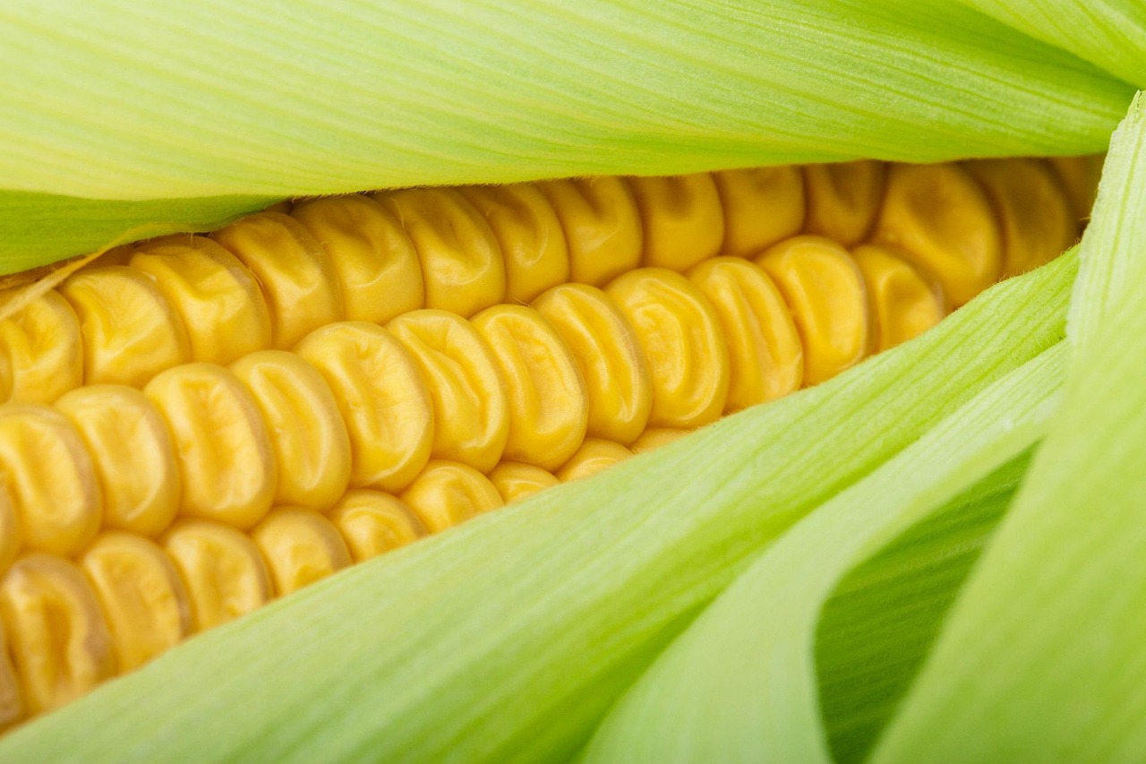 CORN