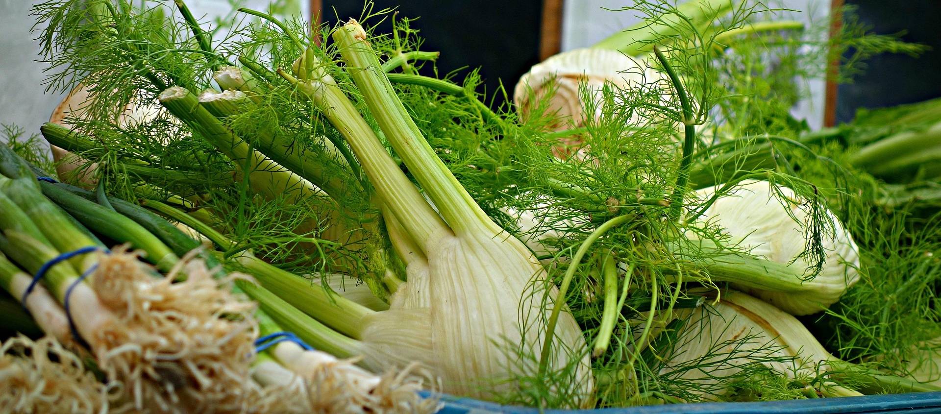 FENNEL