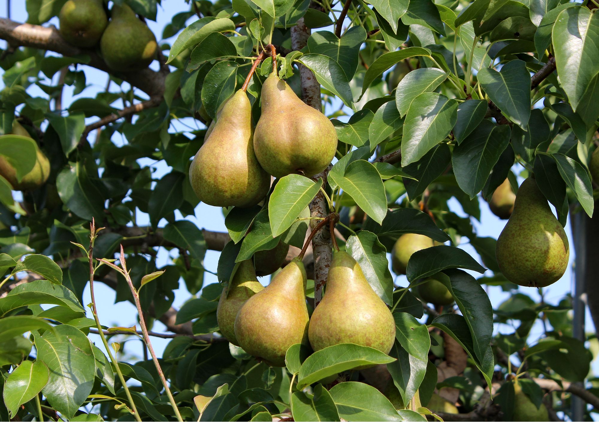 Pear tree