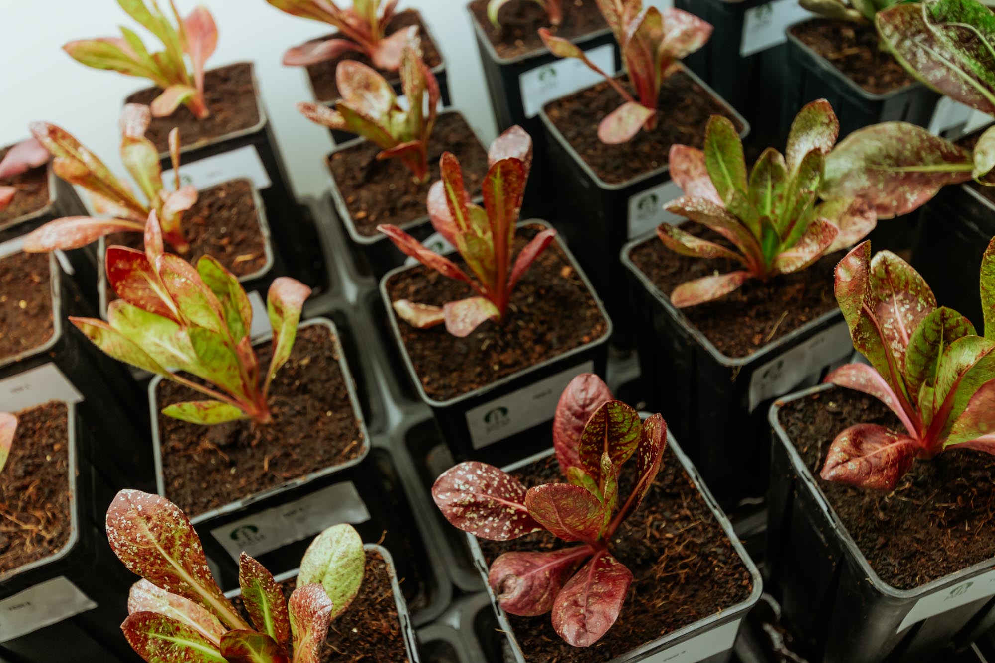 FCP Cerea: la storia