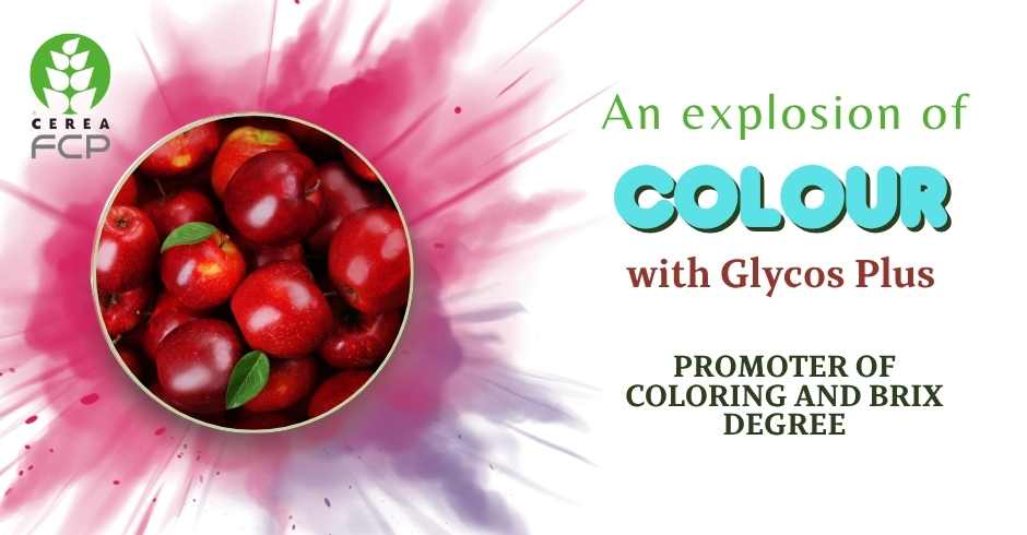 Glycos plus: improves fruit colour in apple trees, table grapes and other crops