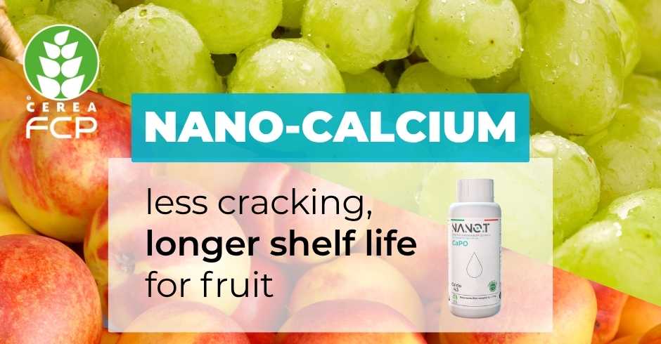 Nano calcium: less cracking, longer shelf life for fruit
