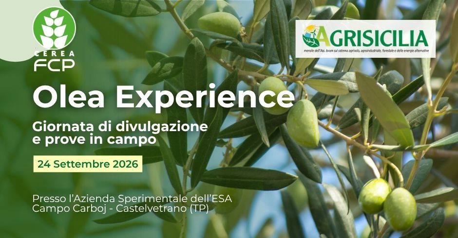 Olea Experience