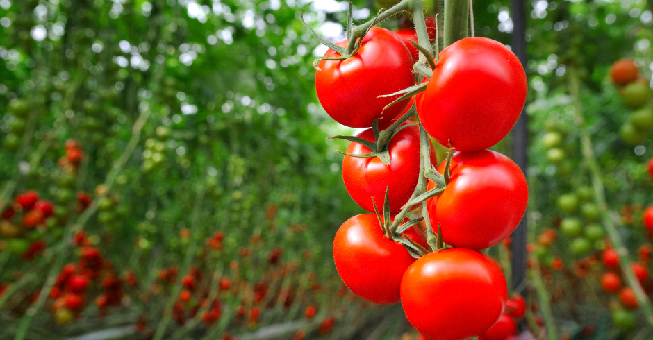 Trapianto del pomodoro da mensa: una fase cruciale per la produttività