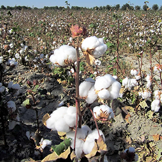 Cotton