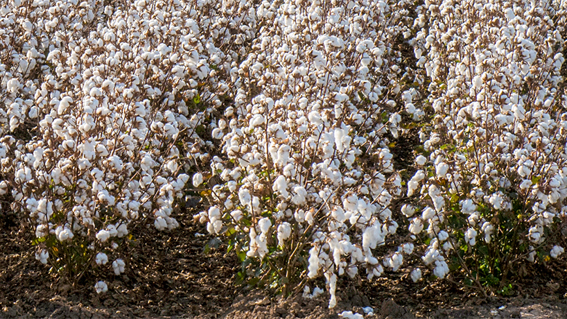 Cotton