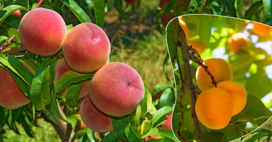Post-raccolta delle drupacee: il momento decisivo per ripristinare le riserve nutritive
