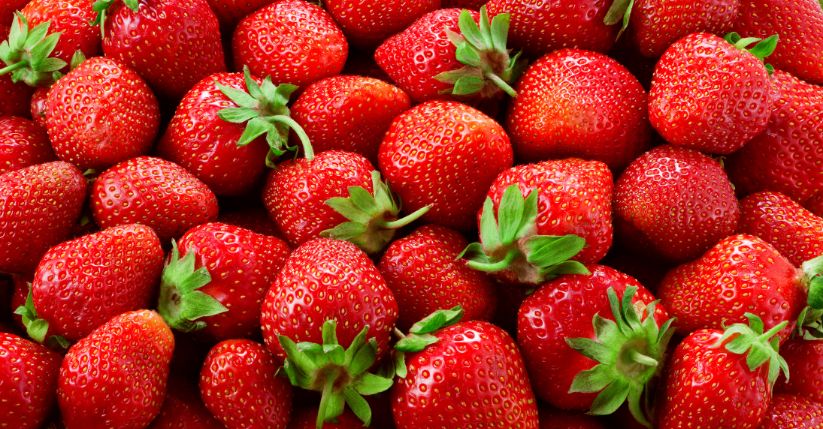 Strawberries: nutritional strategies for the success of new autumn plantings