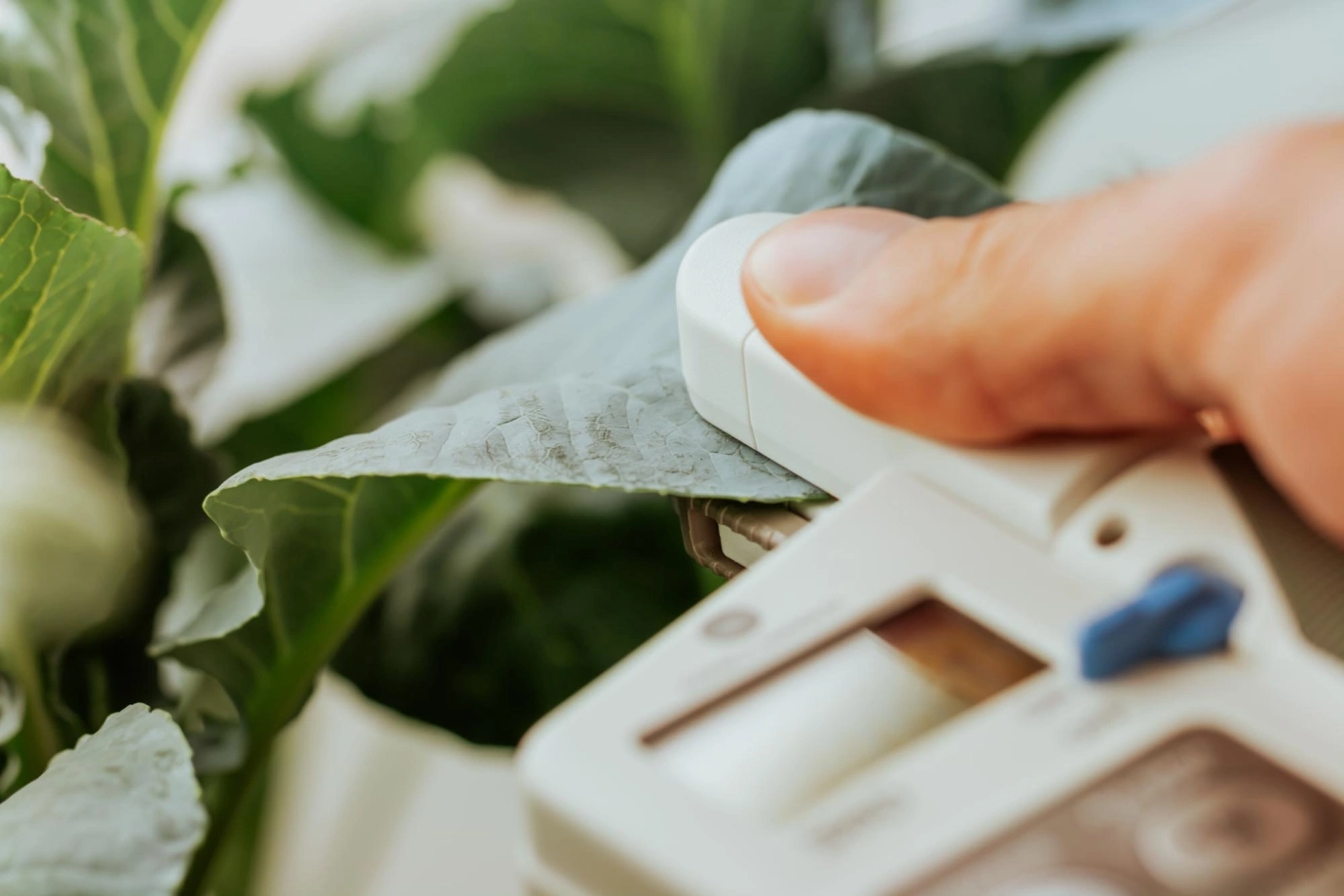 FCP Cerea: le nostre certificazioni