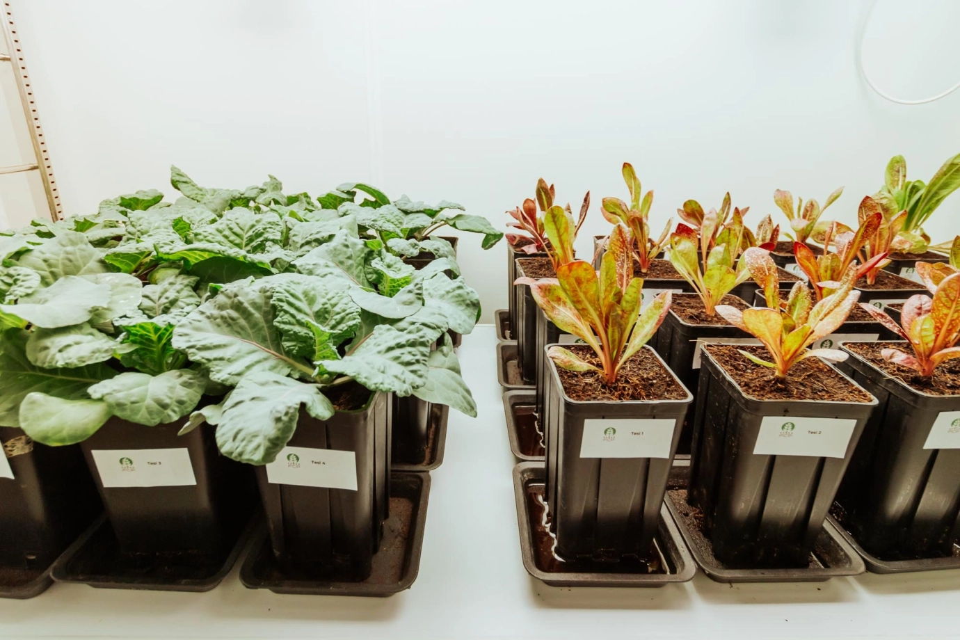 The FCP Cerea newsletter