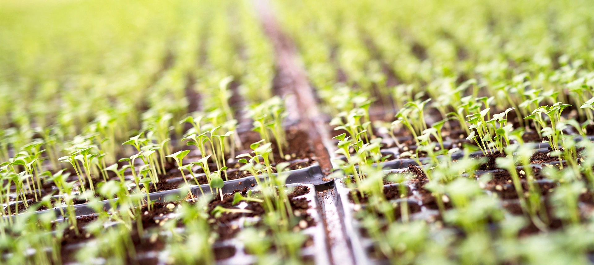 La sostenibilità per FCP Cerea