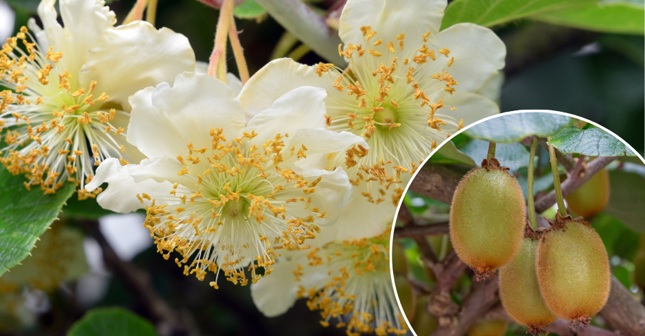 Kiwi: How to improve the size without compromising the fruit's shelf life?