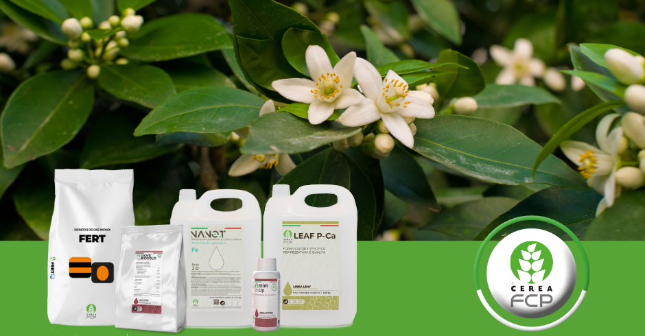 Fertilization of citrus fruits after the harvesting