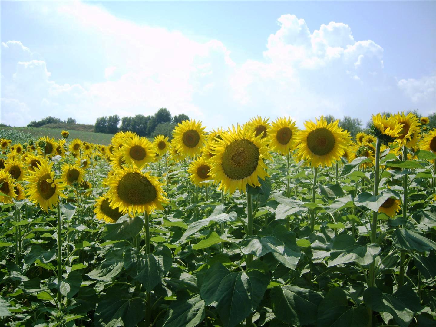 Aumentare la produttività e la resa in olio del girasole