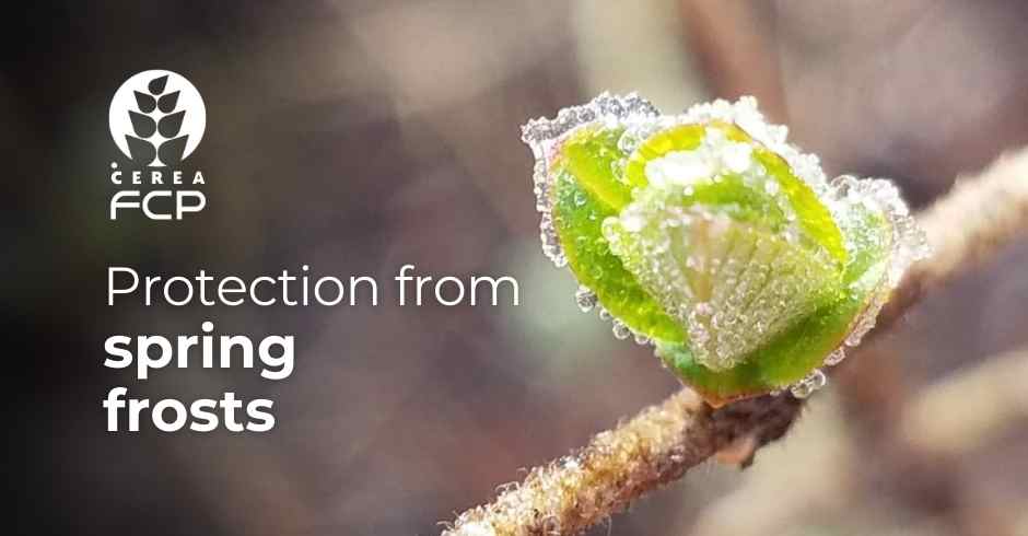 Spring frosts: how to protect the plant?