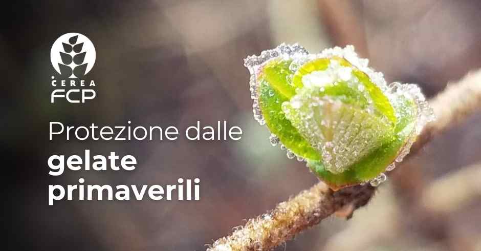 Gelate primaverili: come proteggere la pianta?