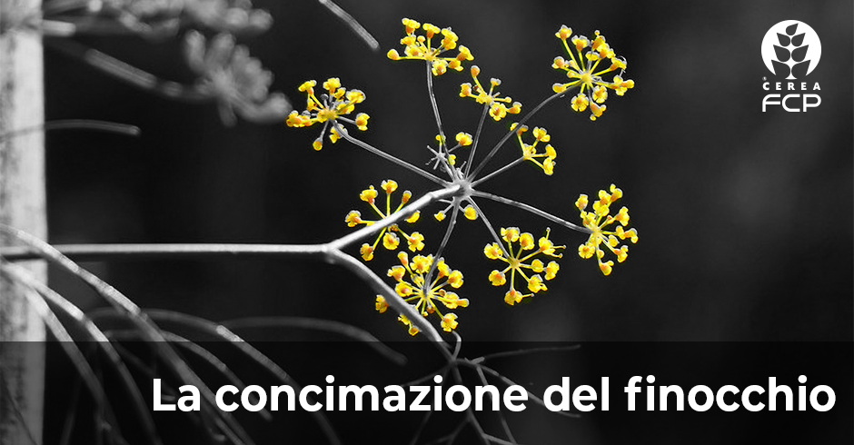 Concimazione del finocchio