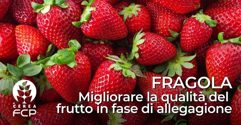 Concimazione della fragola in fase di allegagione