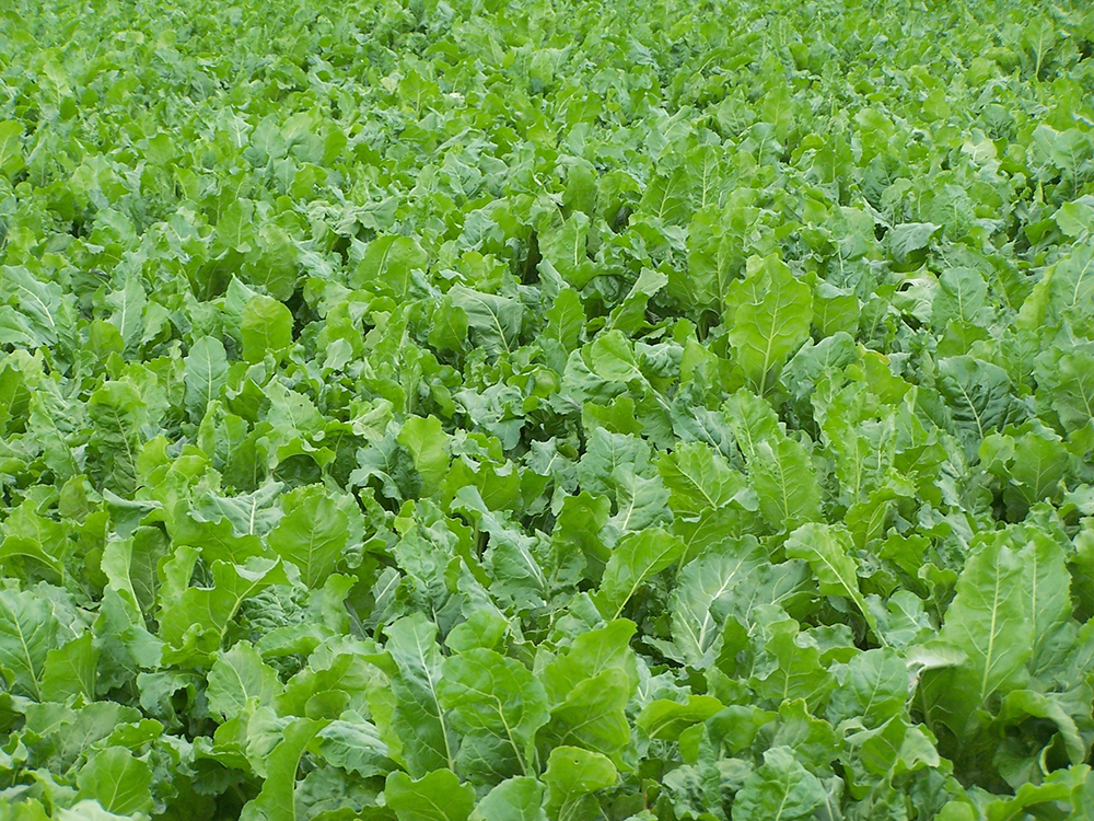 Concimazione di fondo della barbabietola