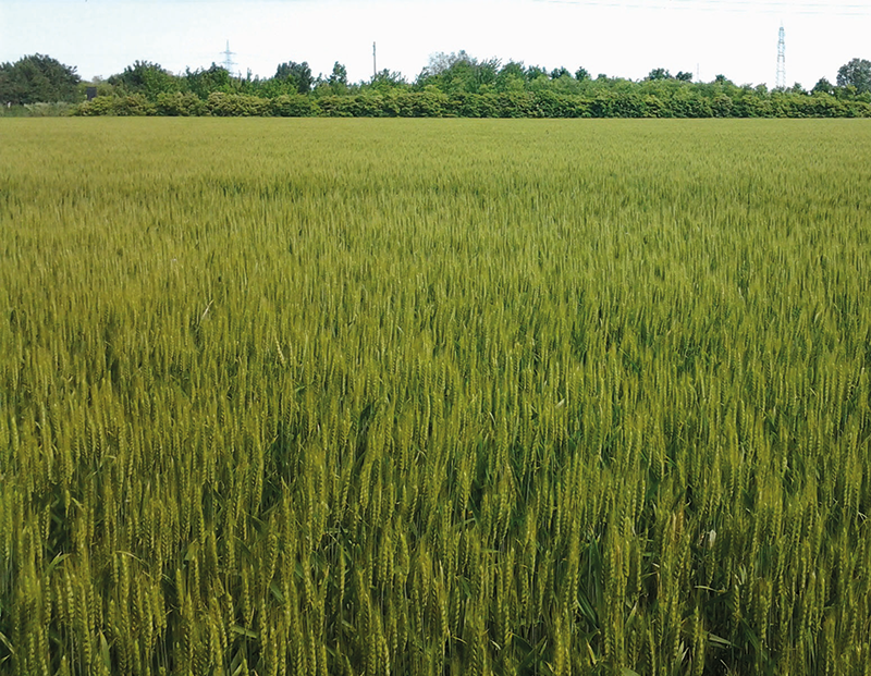 La concimazione del grano: partire bene per garantire le rese