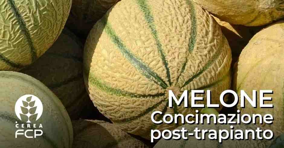 Concimazione del melone nelle fasi successive al trapianto