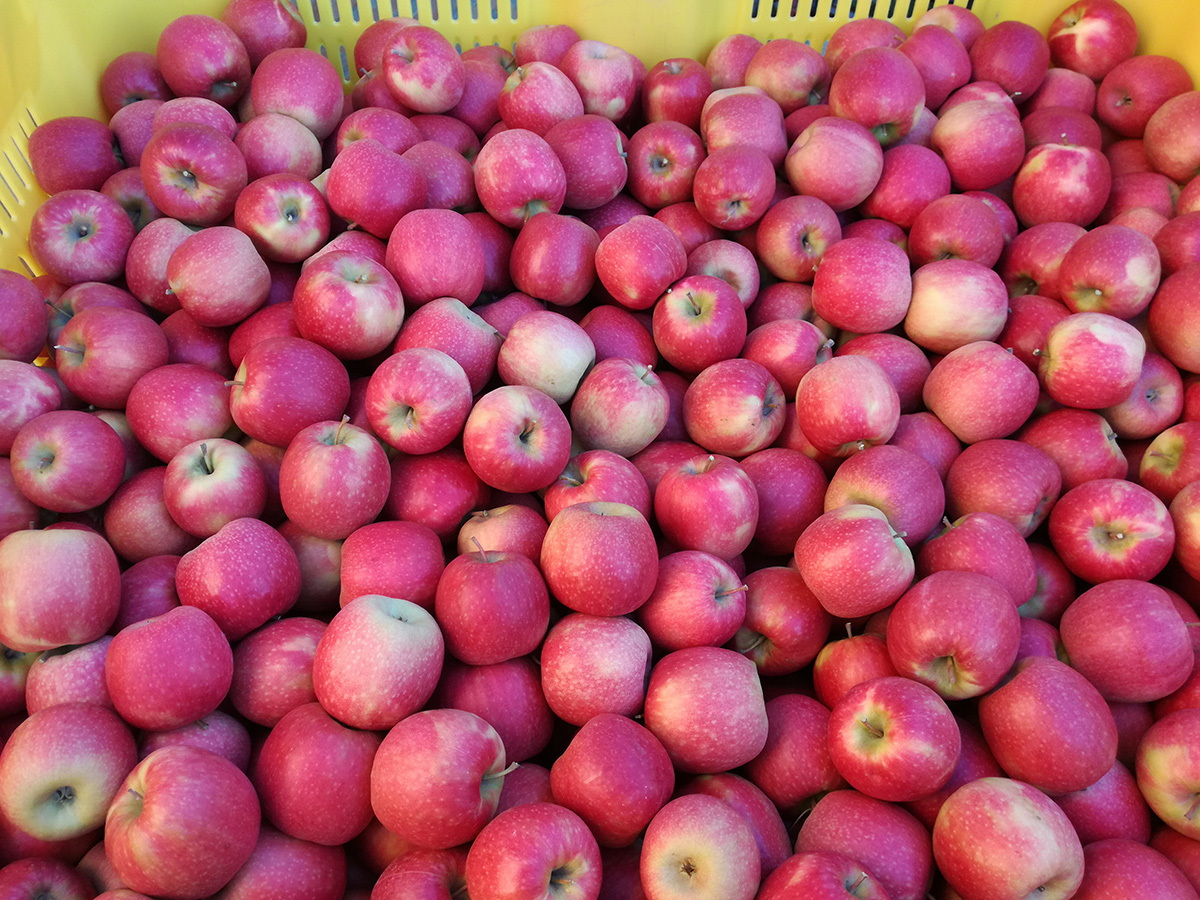 Concimazione post-raccolta delle pomacee