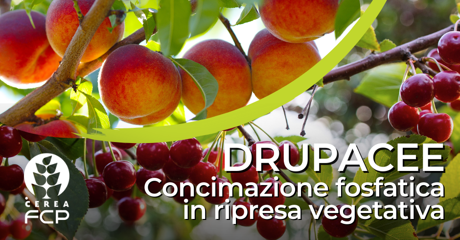 Concimazione delle drupacee alla ripresa vegetativa