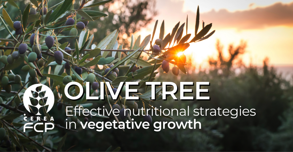 OLIVE TREE: Effective nutritional strategies in vegetative development