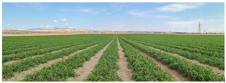 The cultivation of processing tomato: new nutritional strategies