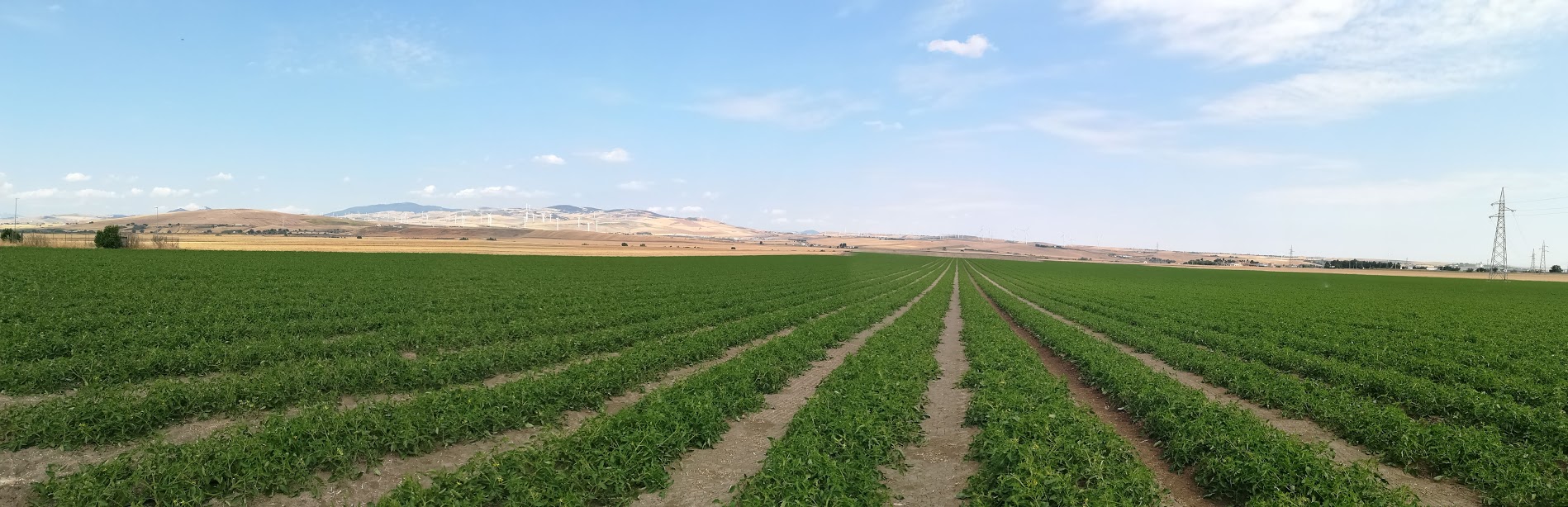 La fertirrigazione in post-trapianto del pomodoro da industria