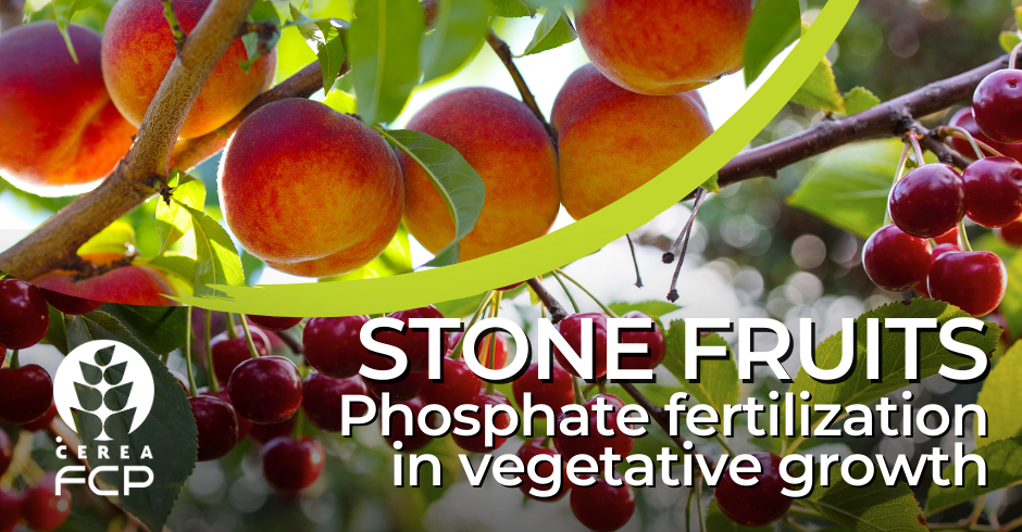 Fertilising of the stone fruits at vegetative growth