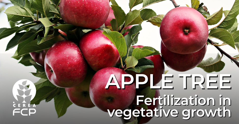 Fertilization of the apple tree at vegetative growth