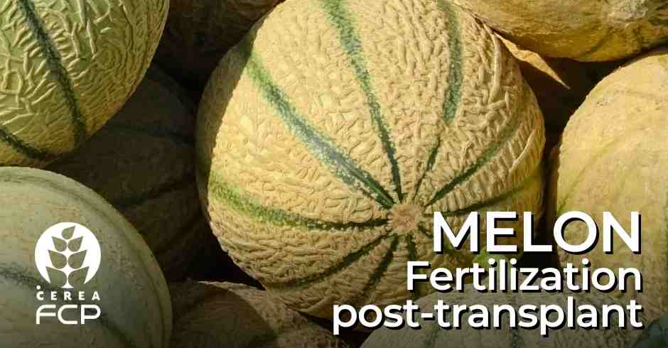 Fertilization of the melon in the post-transplant stages