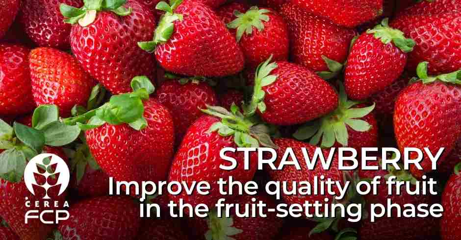 Fertilization of the strawberry during the fruit set