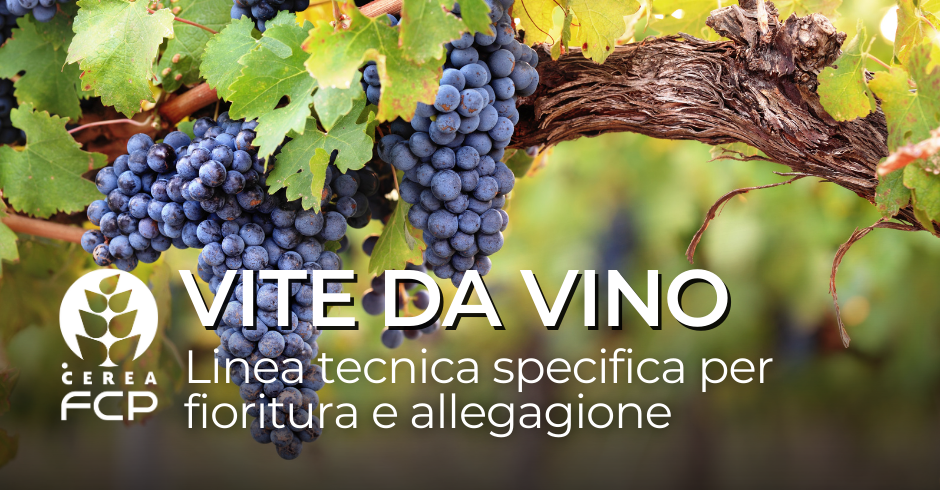 Fioritura e allegagione della vite da vino