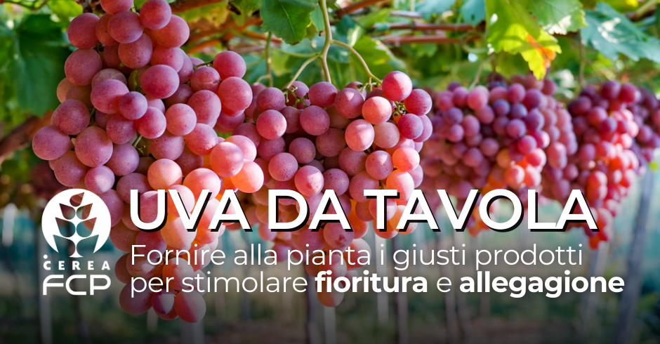 Fioritura e allegagione dell'uva da tavola