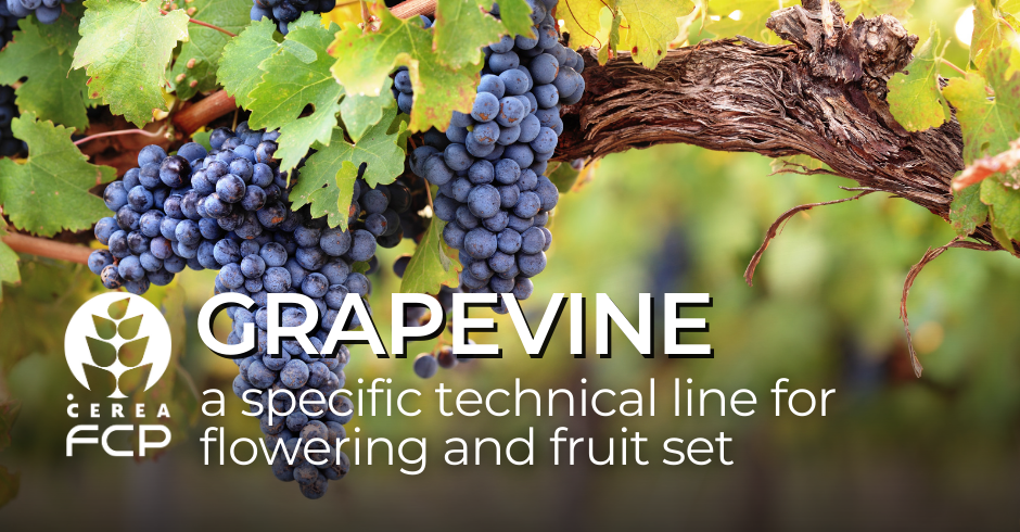 Flowering and fruit set of grapewine