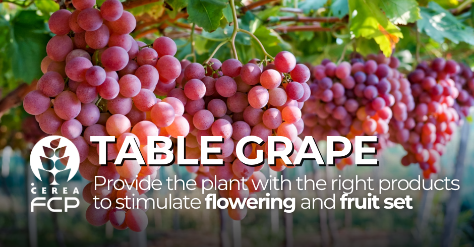 Flowering and fruit set of table grapes
