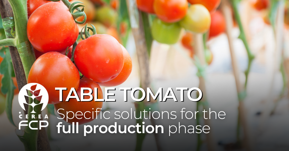 From flowering to ripening of the table tomato