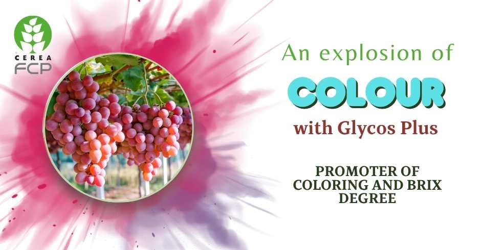Glycos plus: improves fruit coloration on apple trees, table grapes and other crops