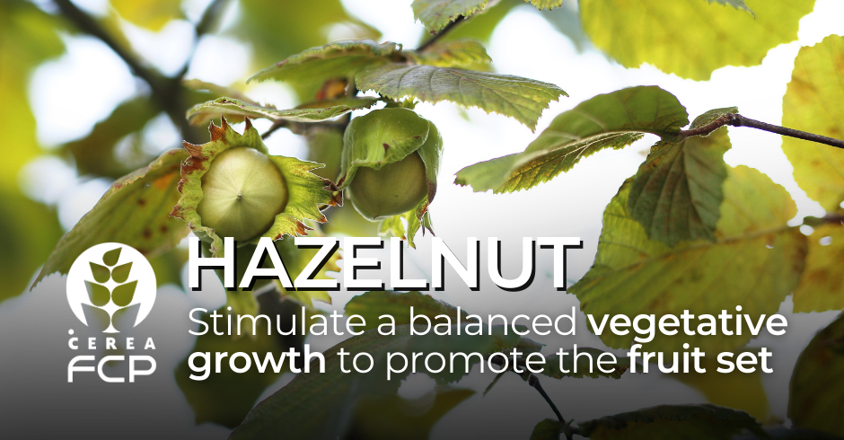 HAZELNUT: from germination to fruit set