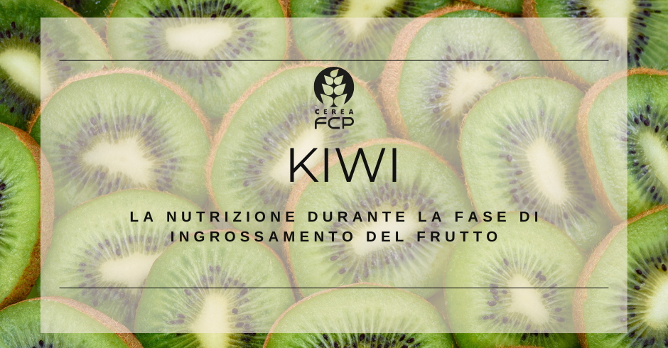 La nutrizione del kiwi durante l'ingrossamento del frutto