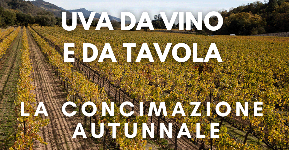 La concimazione autunnale della vite