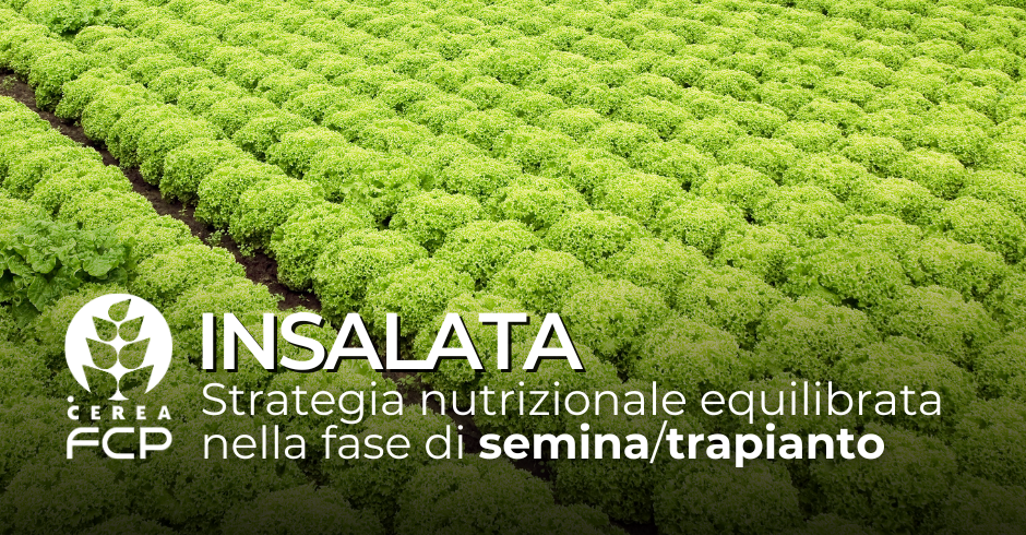 Insalata: consigli nutrizionali in fase di semina/trapianto