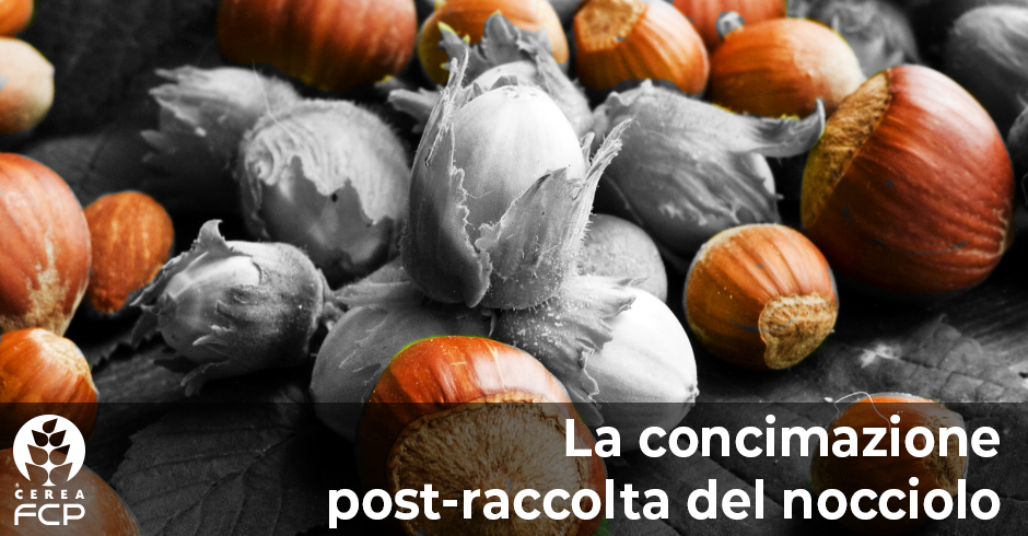 La concimazione post-raccolta del nocciolo