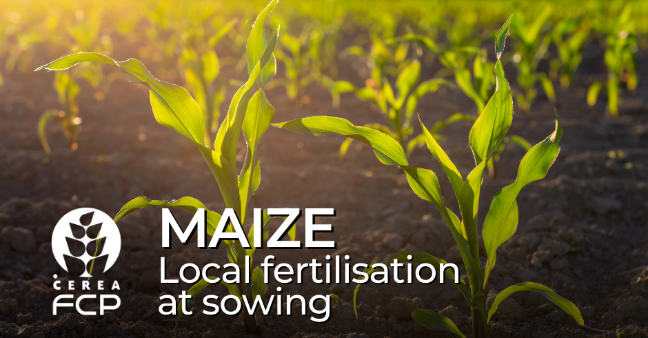 MAIZE: localized fertilisation for better efficacy