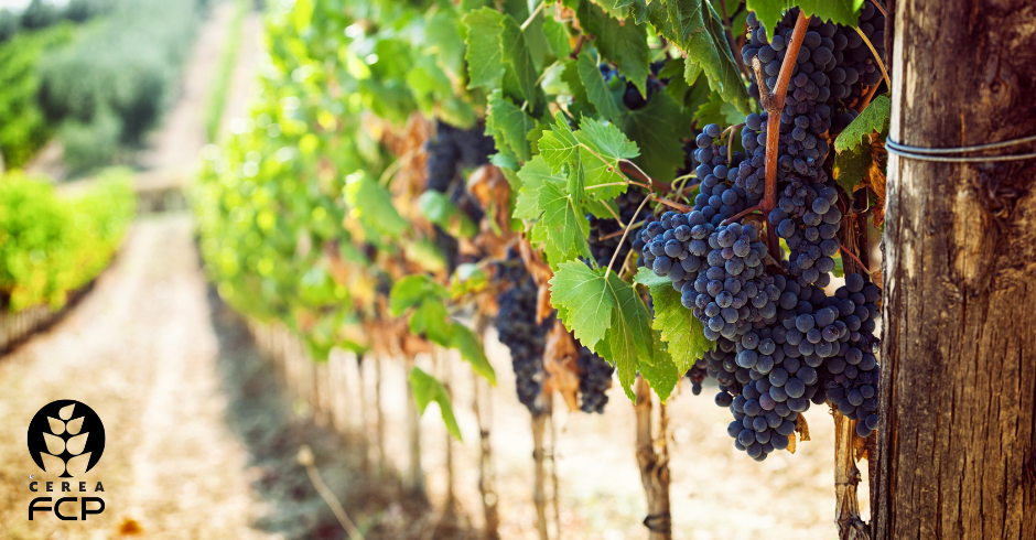 Maturazione tecnologica dell'uva da vino