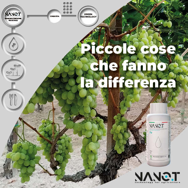 NANO.T Fe, Fertilizzante innovativo per il controllo della clorosi ferrica nell’uva da tavola