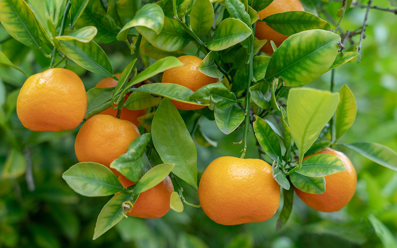 Nano.T® per combattere la clorosi ferrica nelle colture arboree