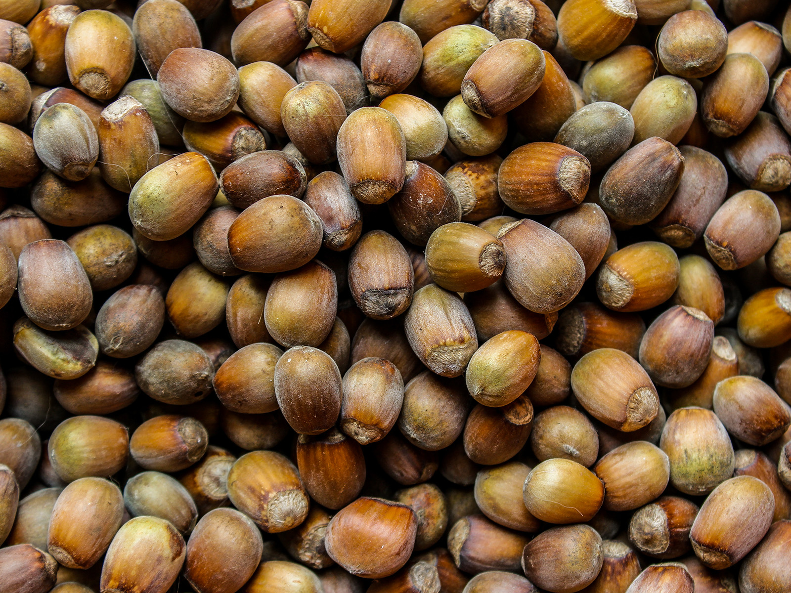 Ottenere un buono stato della nocciola